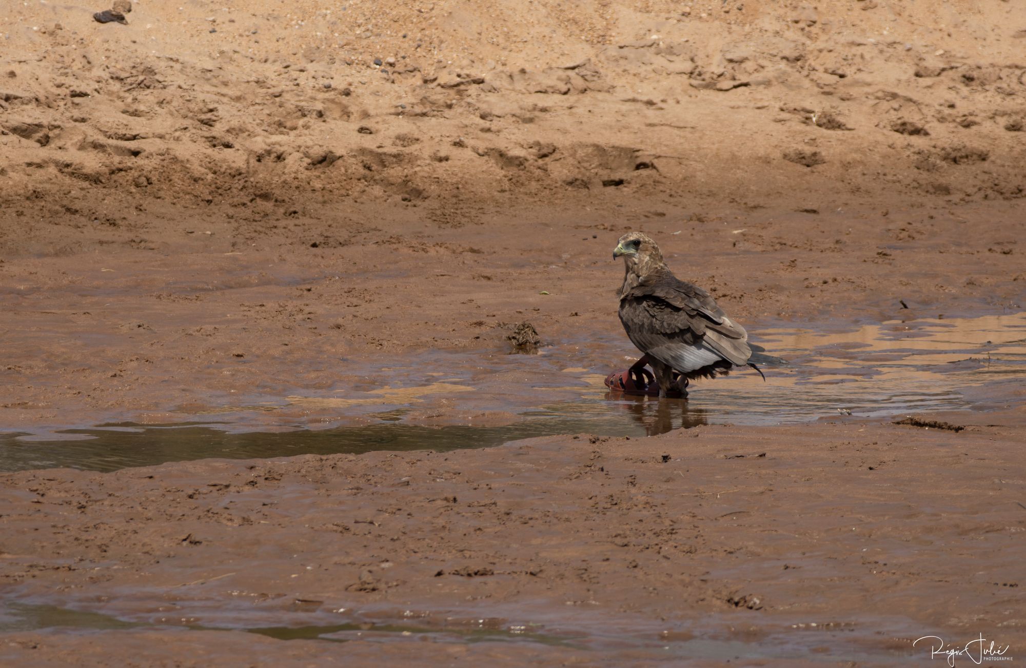 Tawny Eagle 