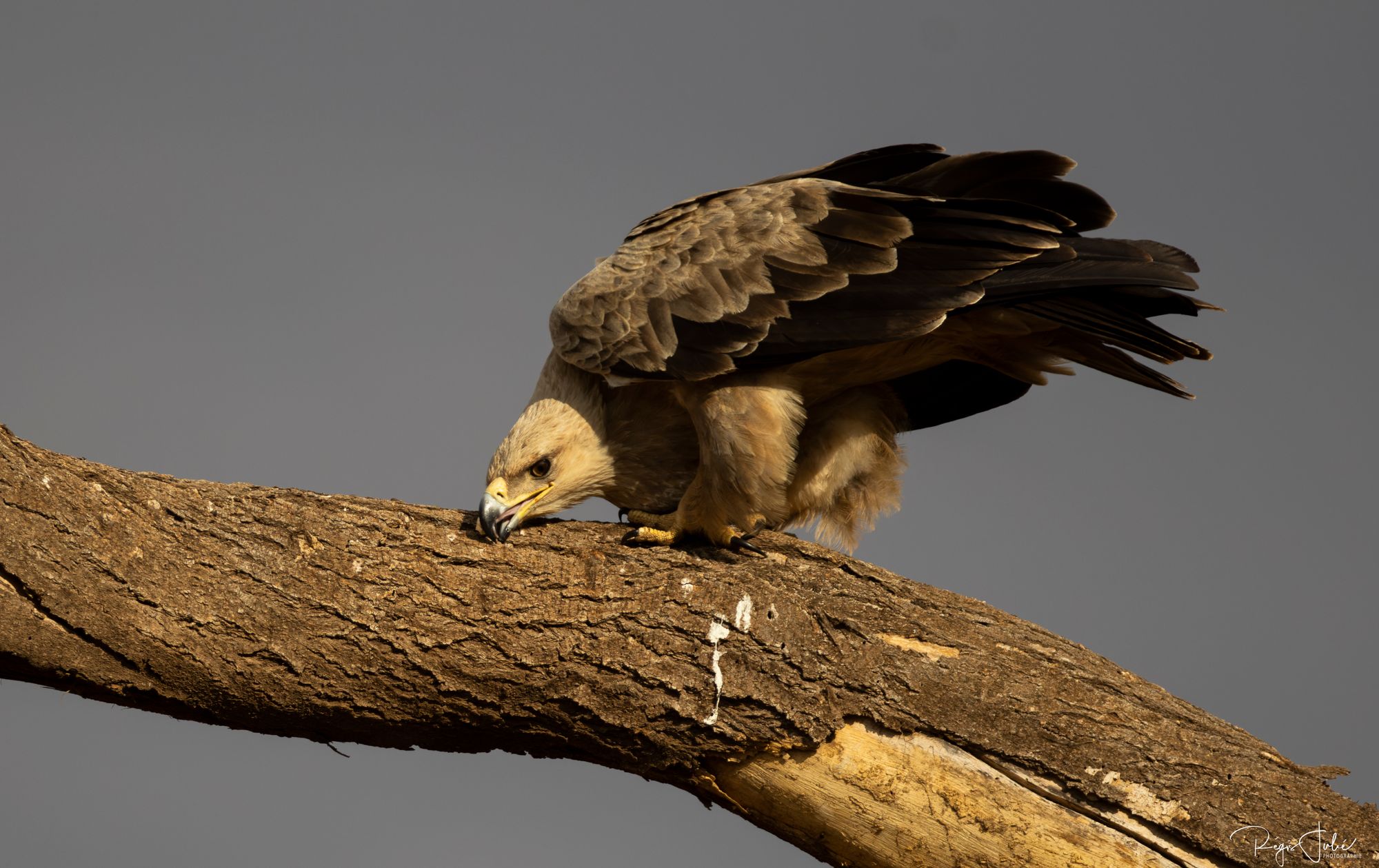 Tawny Eagle