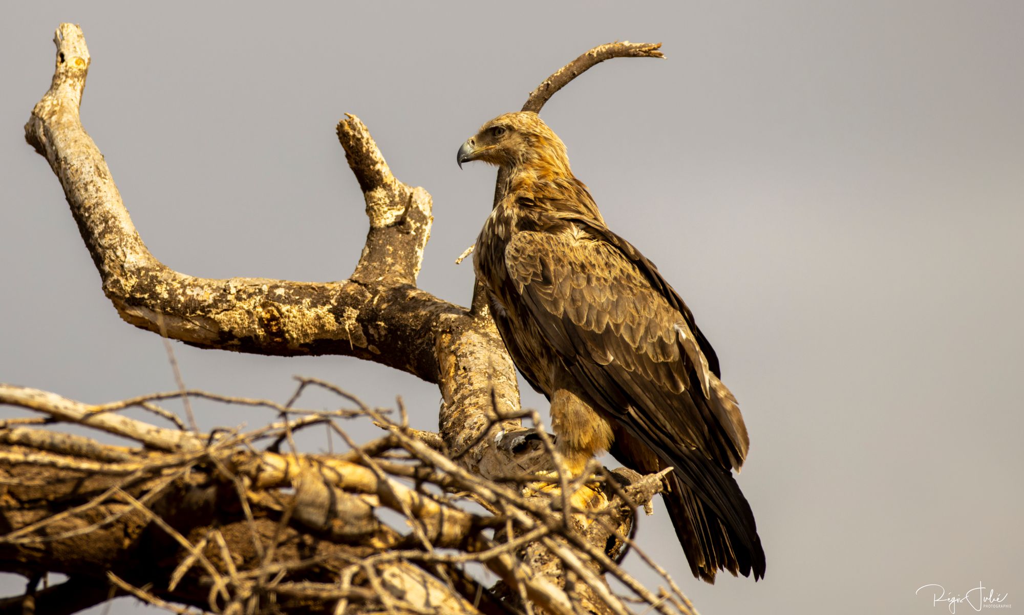 Tawny Eagle 