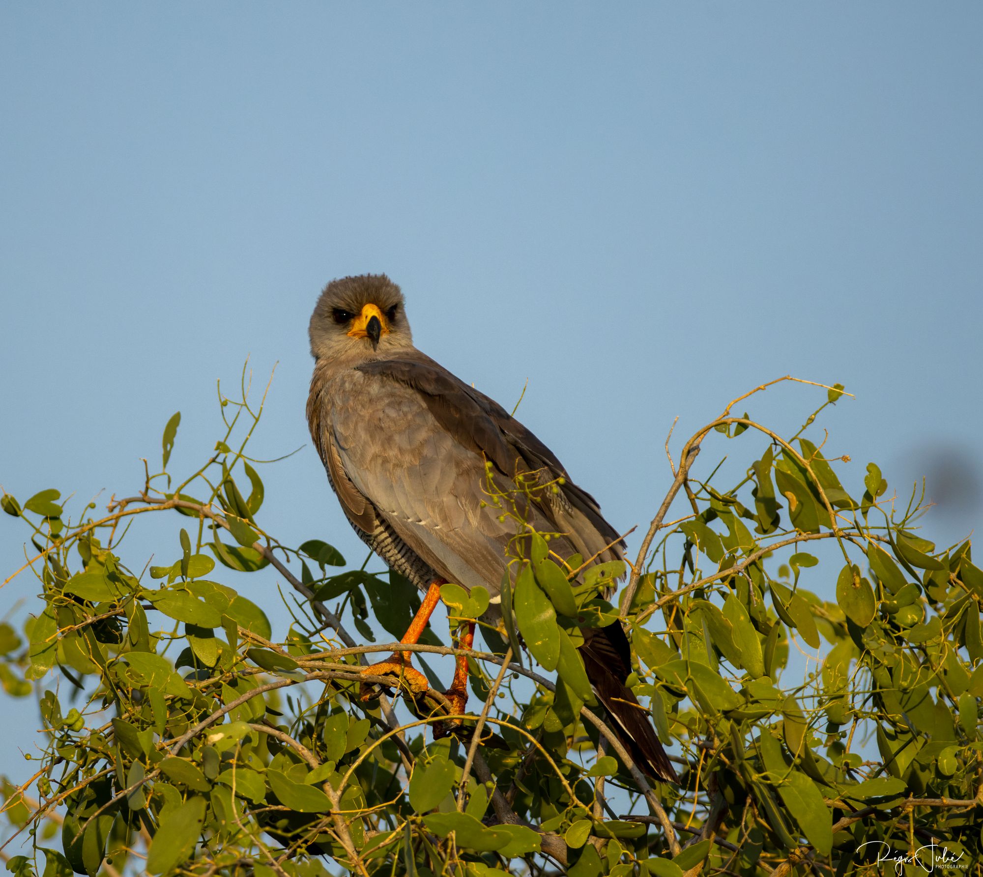 Eastern Chanting-Goshawk