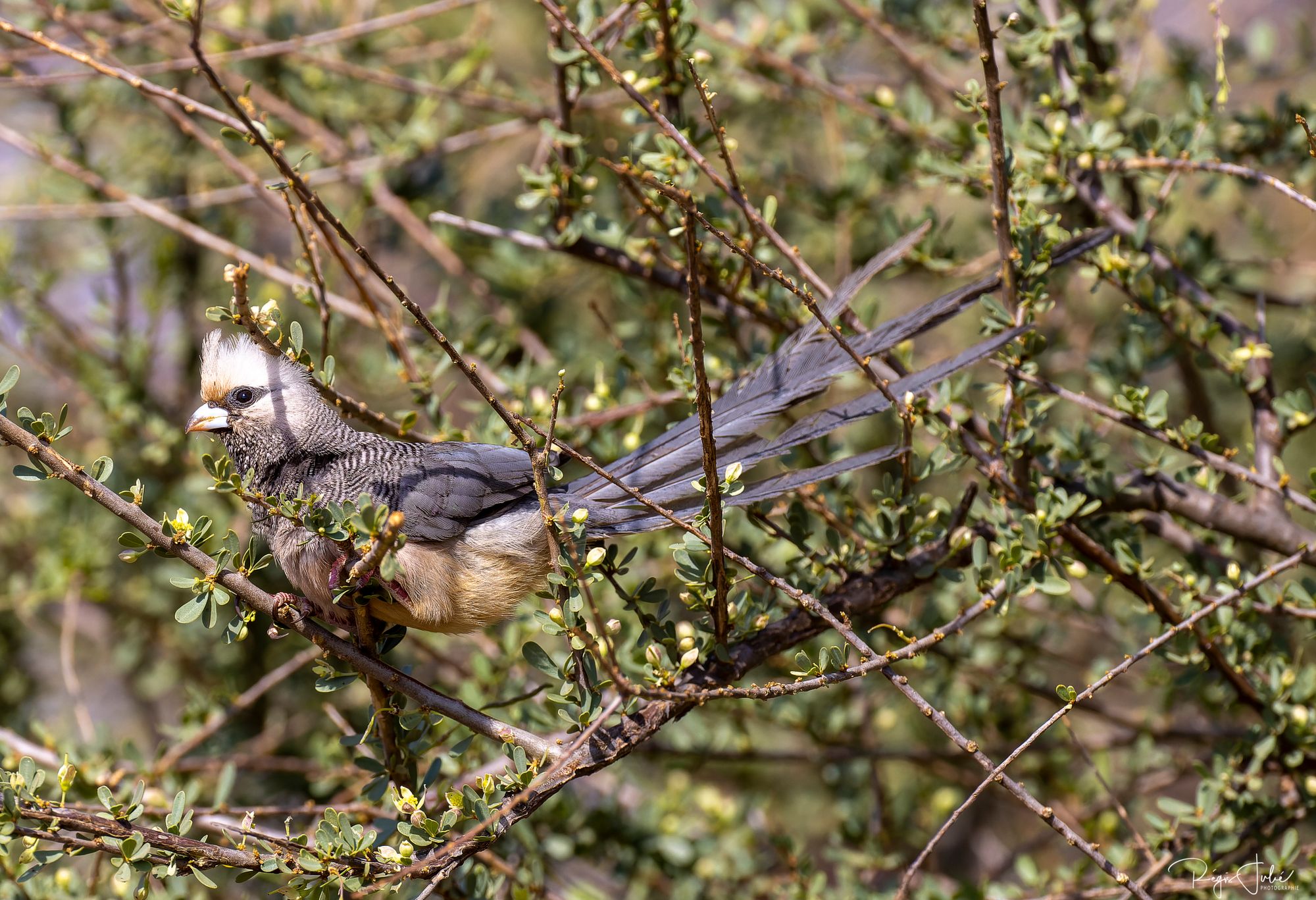 White-headed Mousebird