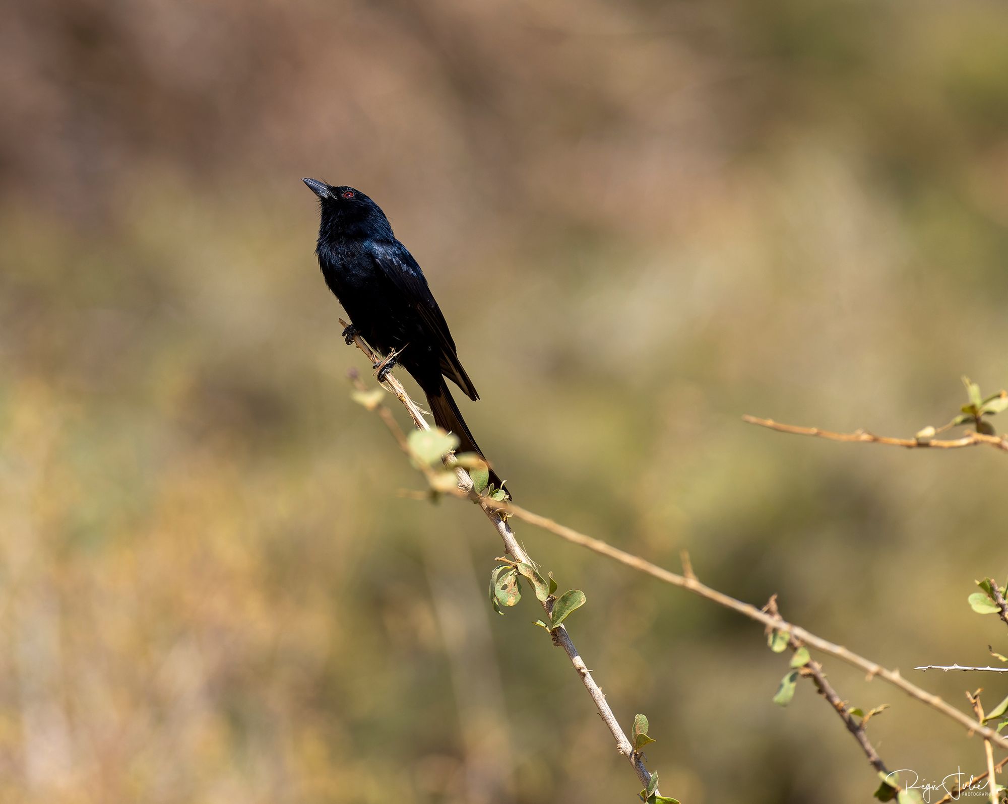 Black Boubou