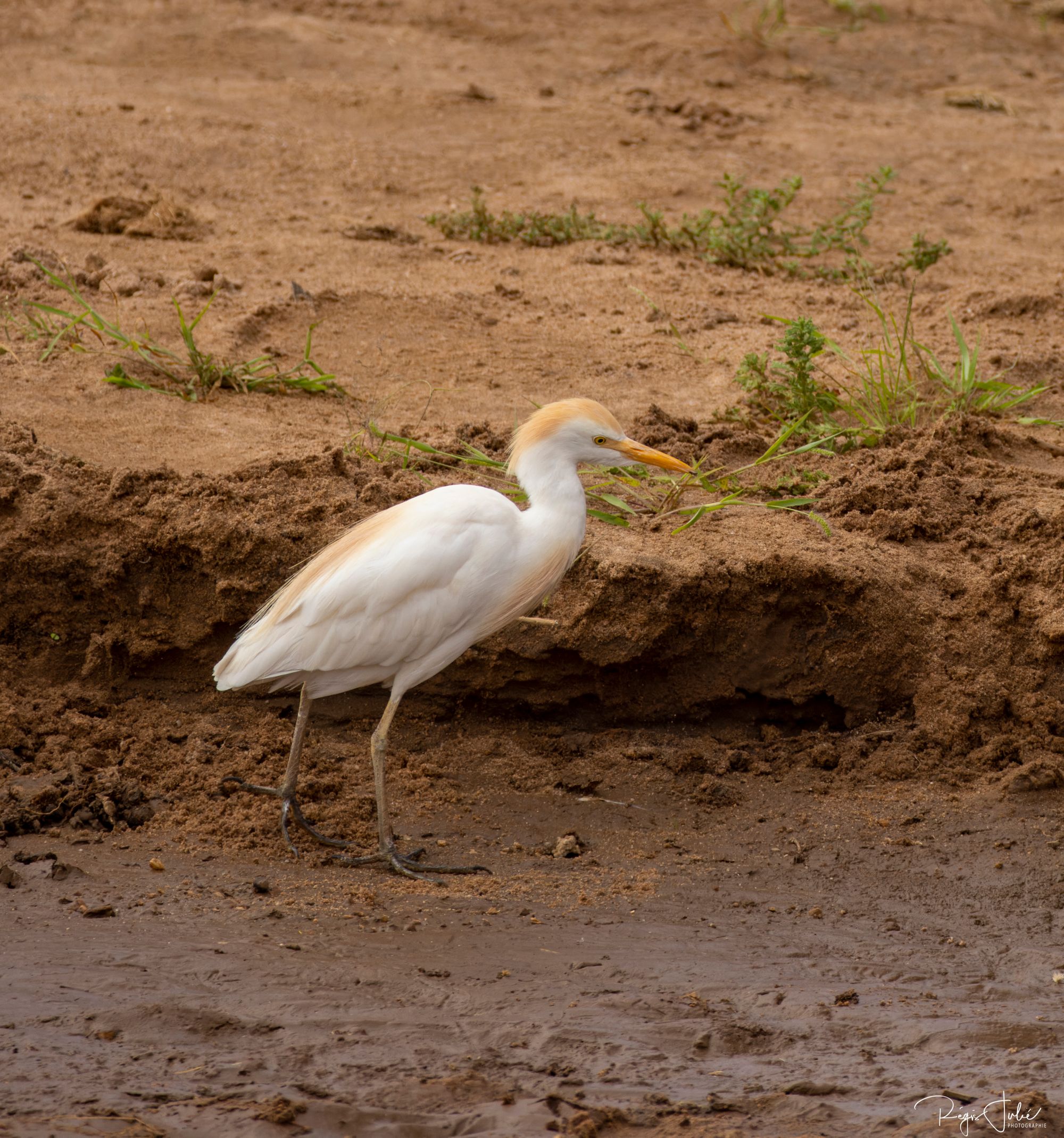 Western Cattle Egret