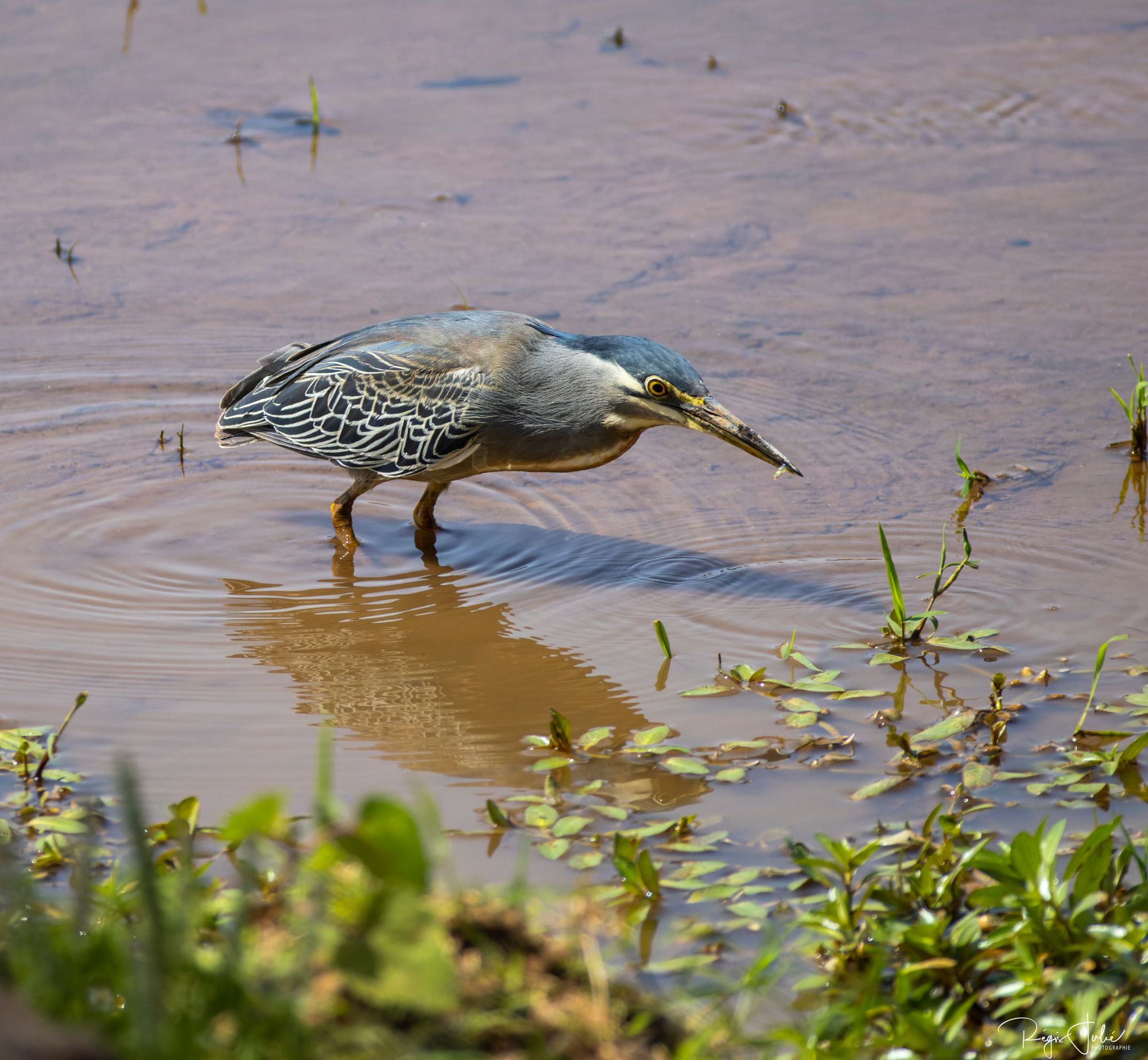 Striated Heron