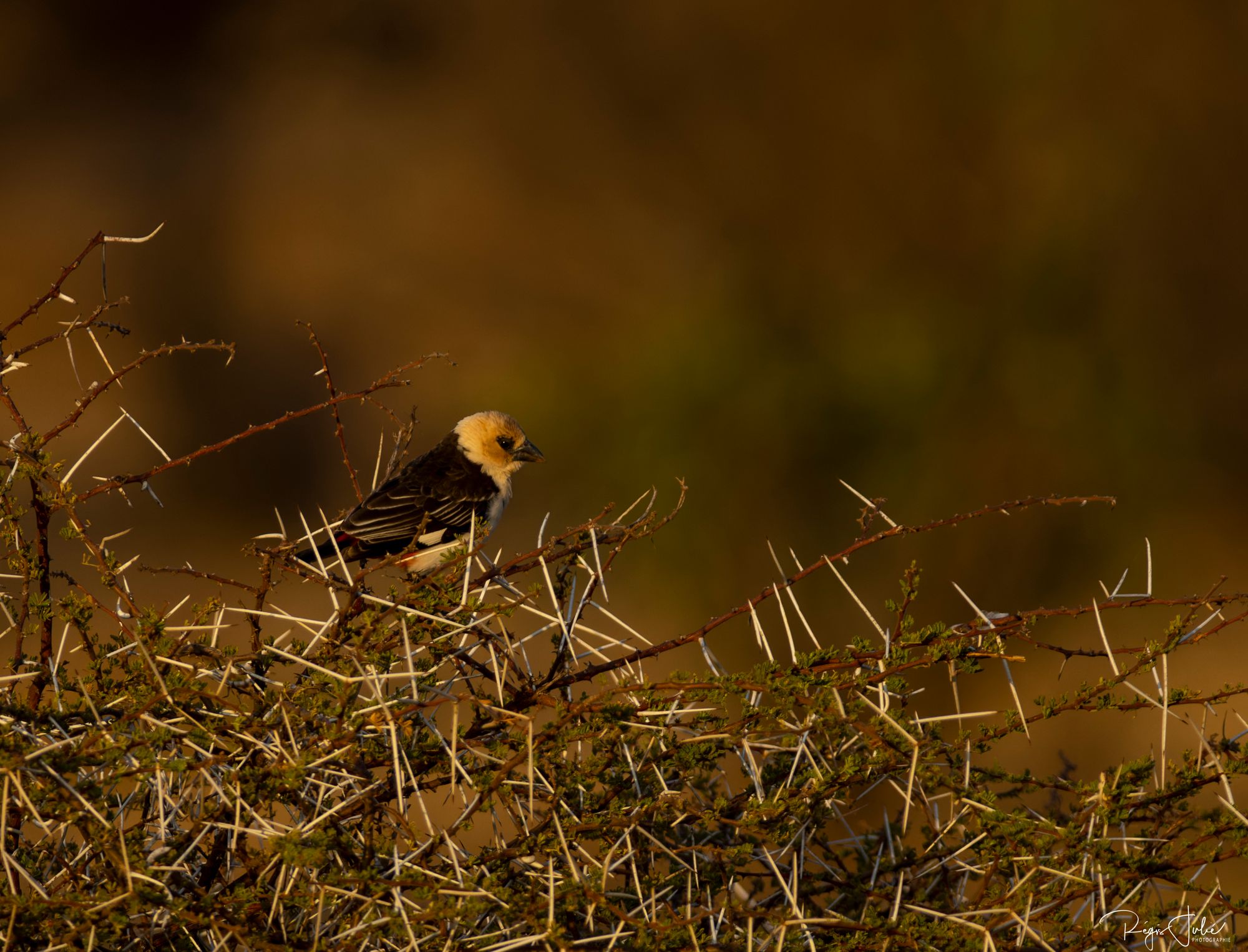 Woodchat Shrike