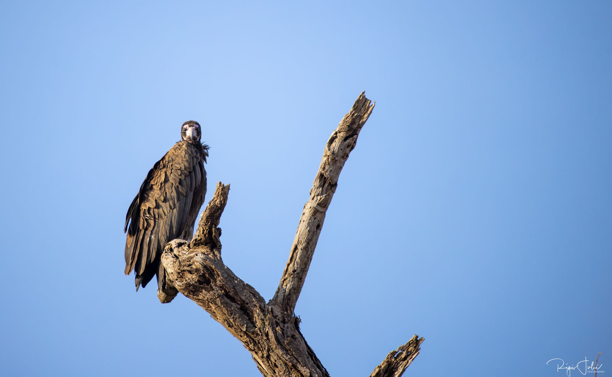 White-backed Vulture