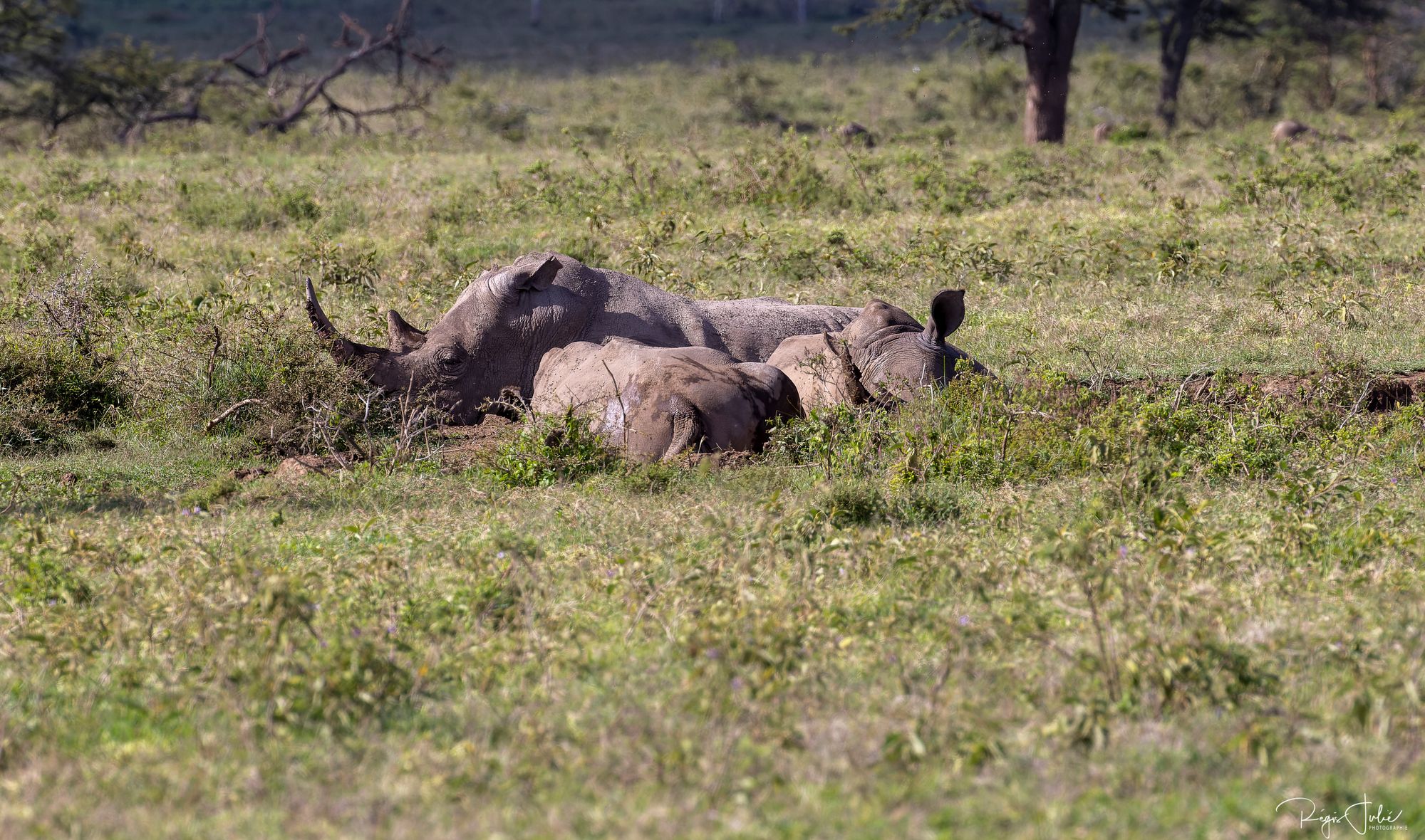 Rhinocéros