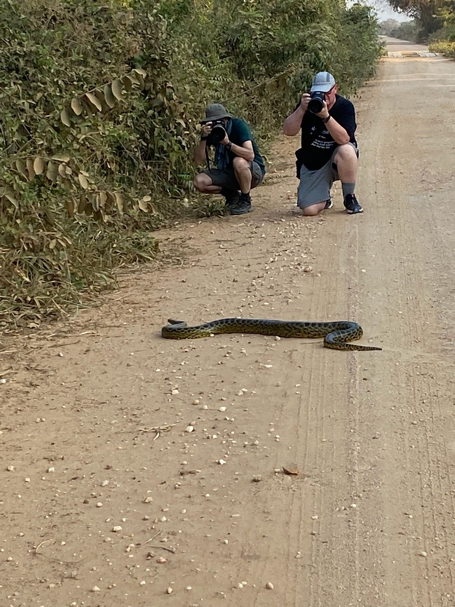 Pantanal - Mammifères et reptiles