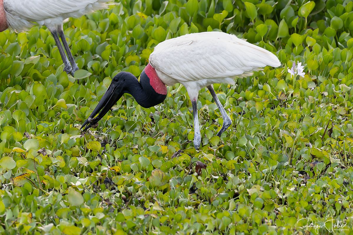 Pantanal : Les oiseaux aquatiques