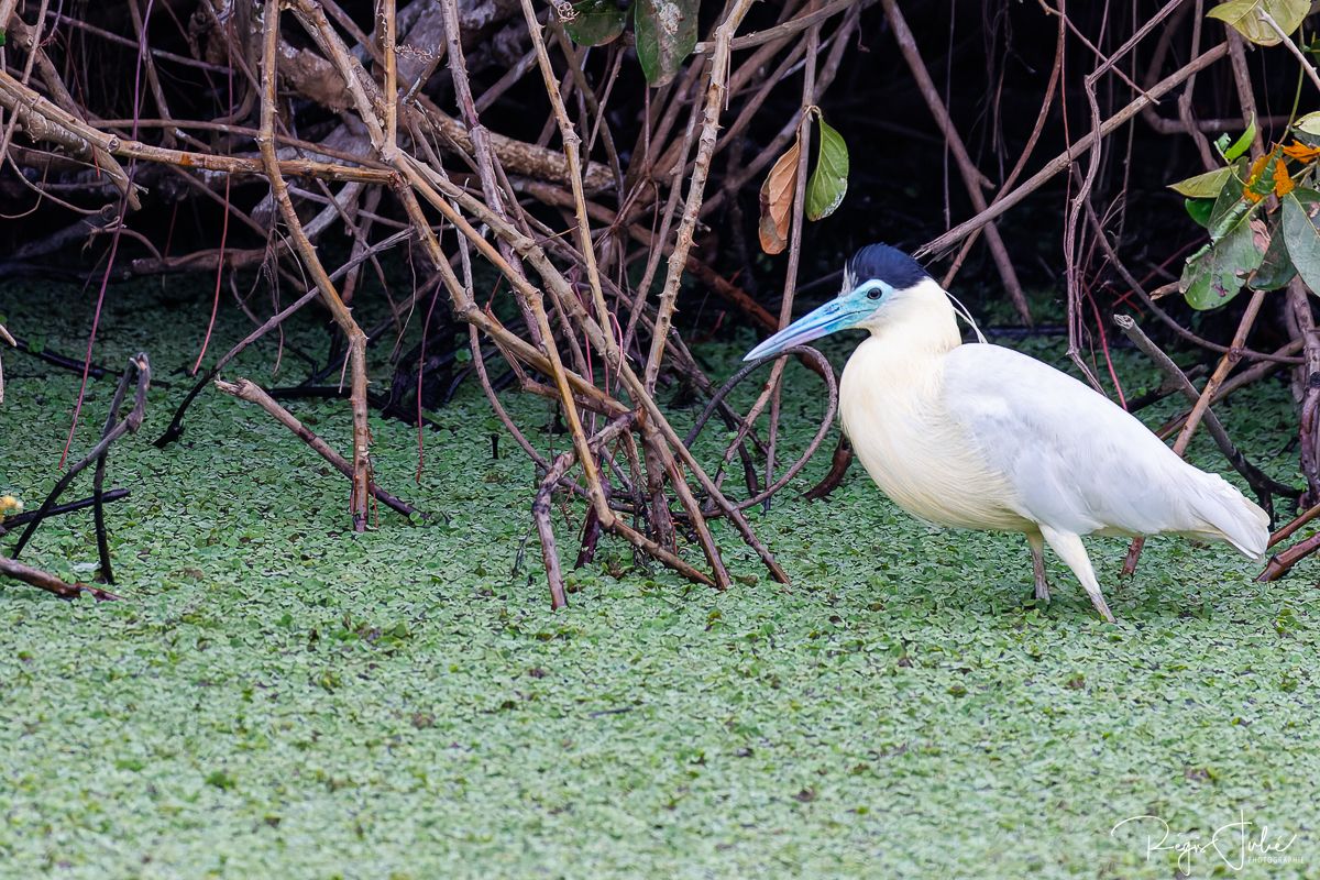 Pantanal : Les oiseaux aquatiques