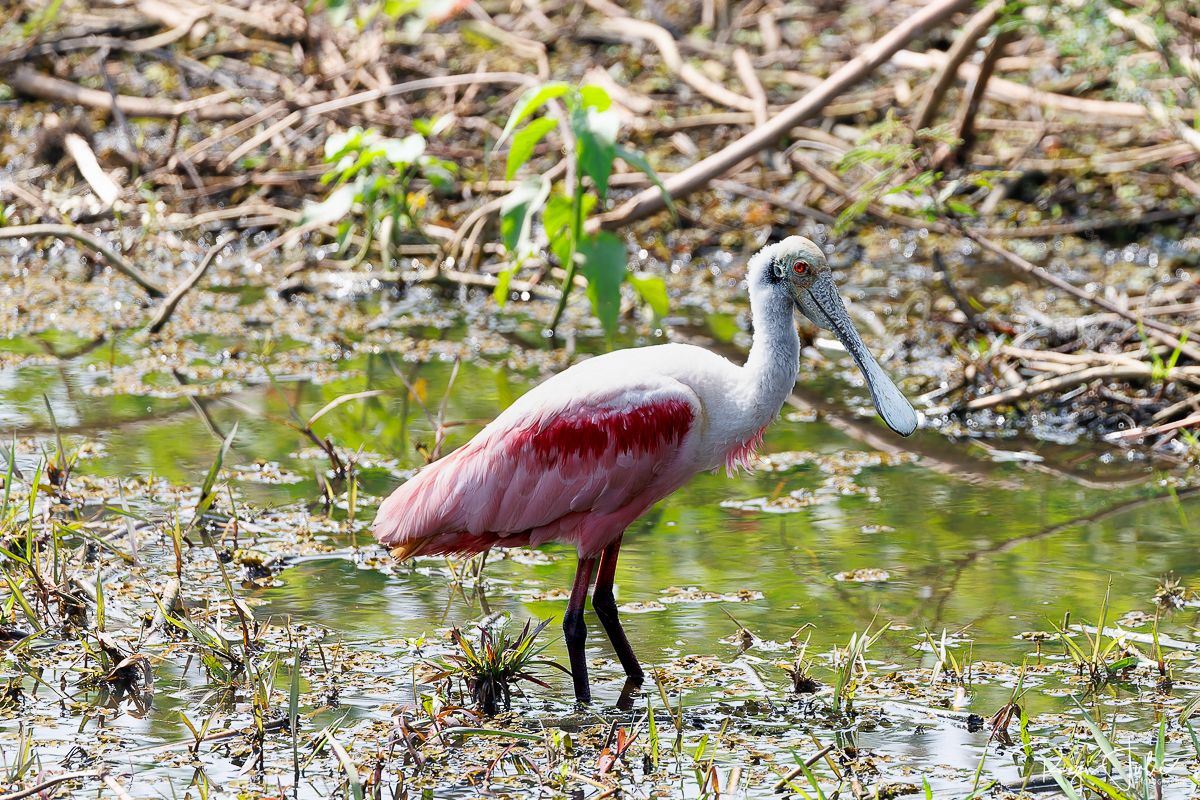 Pantanal : Les oiseaux aquatiques