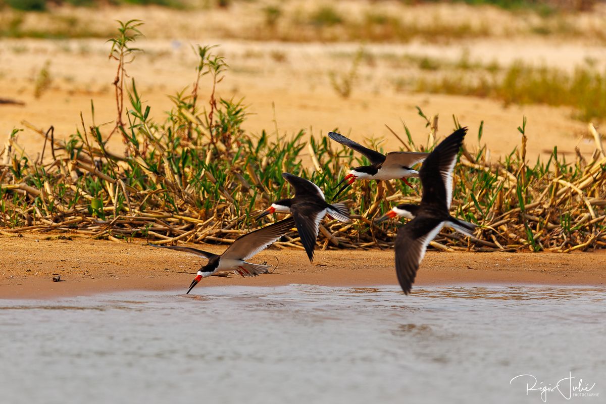 Pantanal : Les oiseaux aquatiques