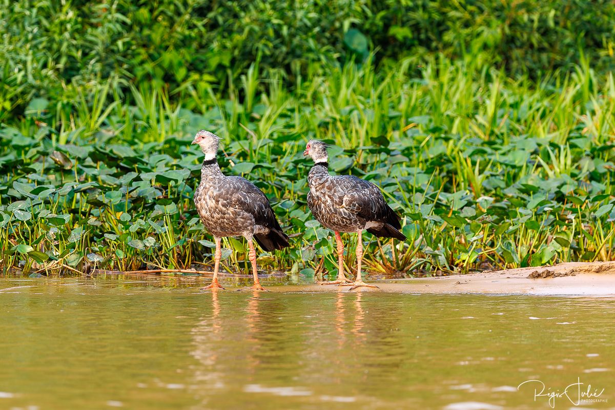 Pantanal : Les oiseaux aquatiques