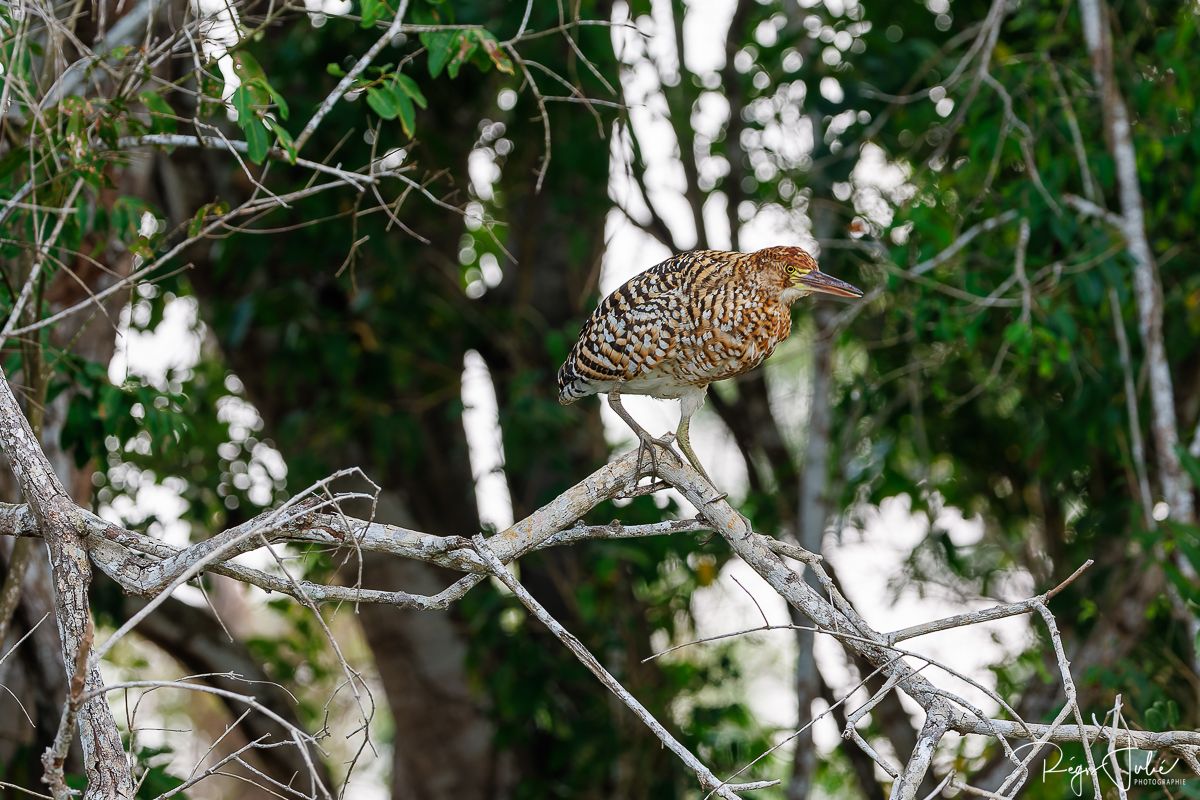 Pantanal : Les oiseaux aquatiques