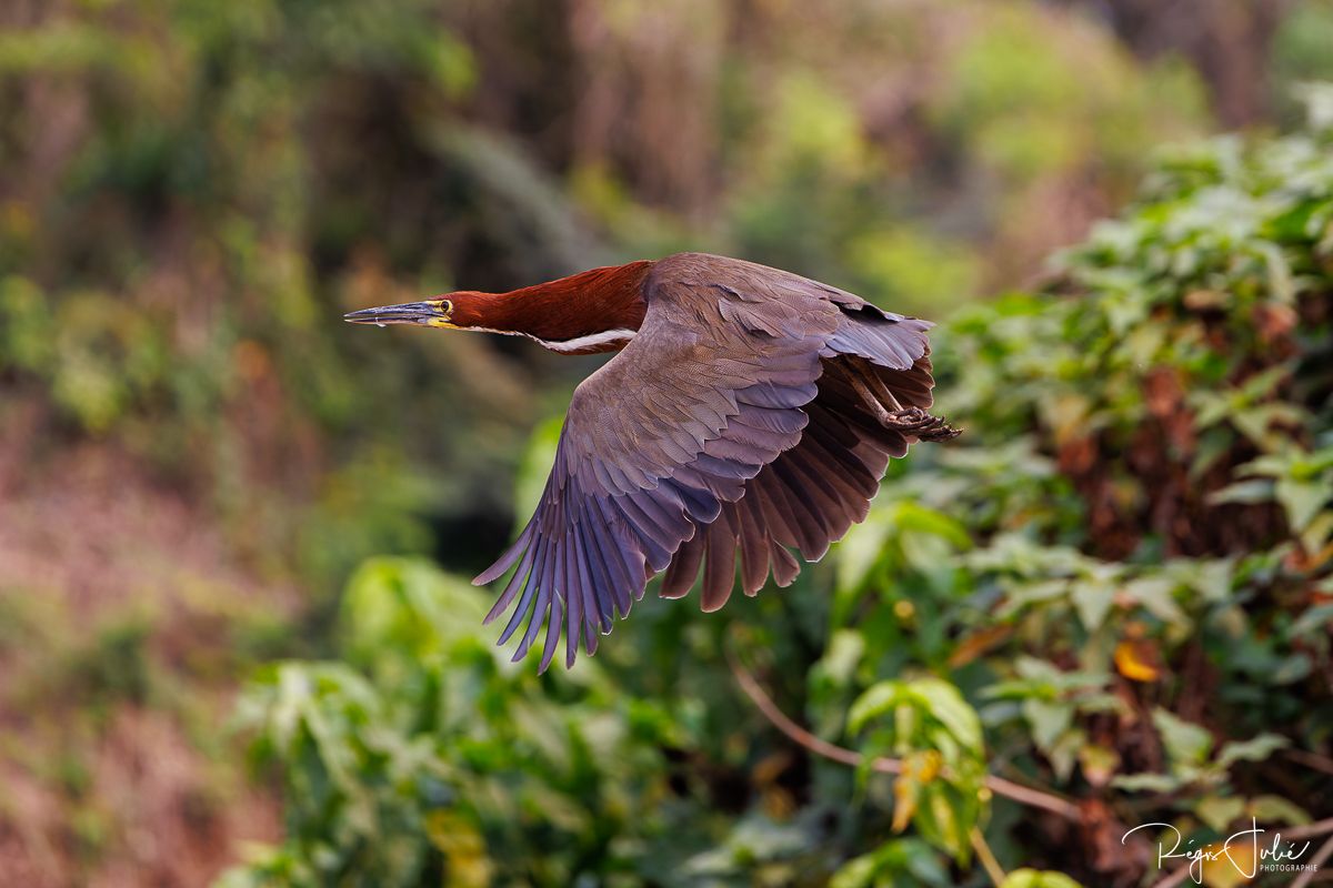 Pantanal : Les oiseaux aquatiques