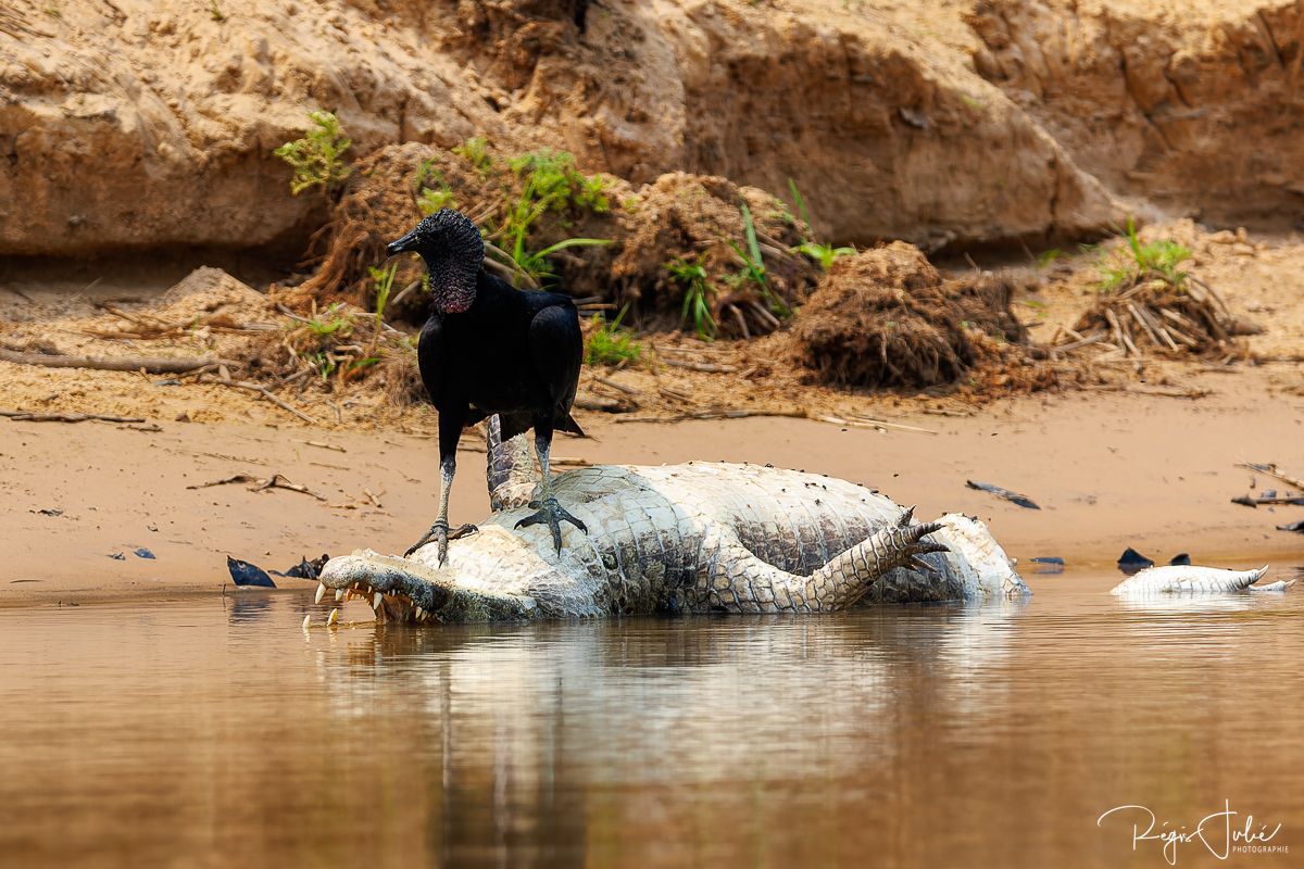 Pantanal : Les oiseaux aquatiques