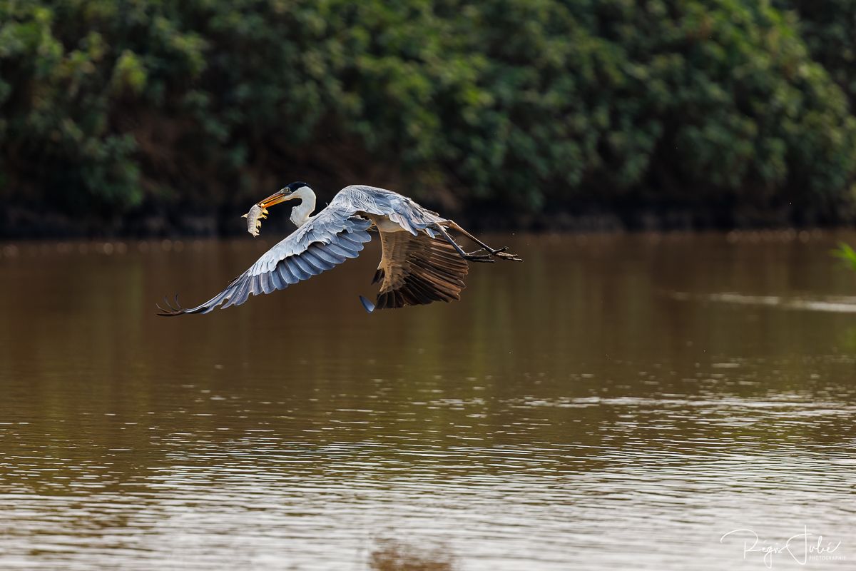 Pantanal : Les oiseaux aquatiques