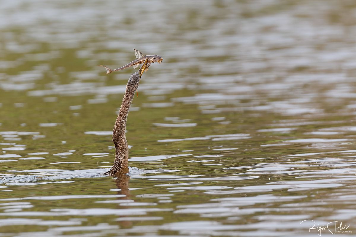 Pantanal : Les oiseaux aquatiques