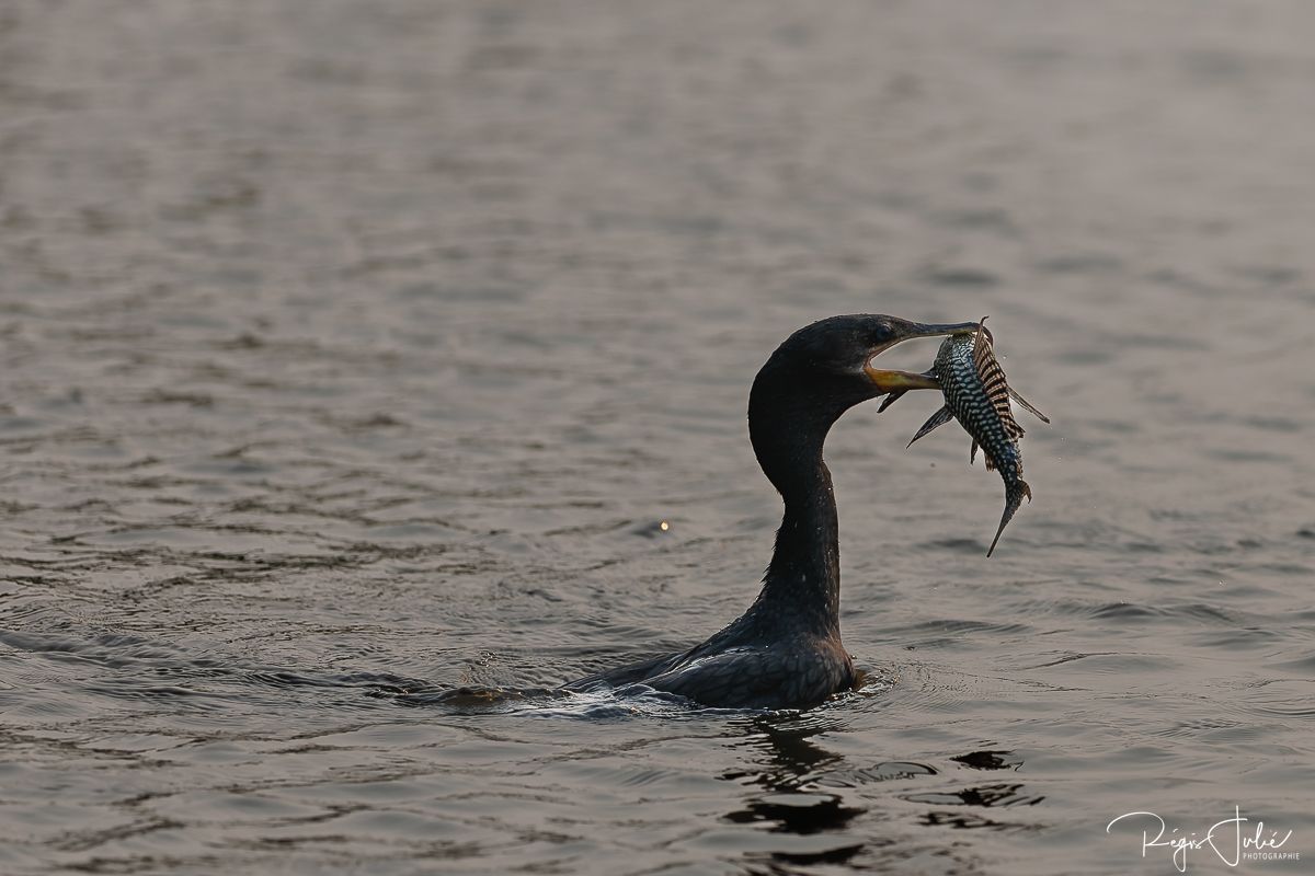 Pantanal : Les oiseaux aquatiques