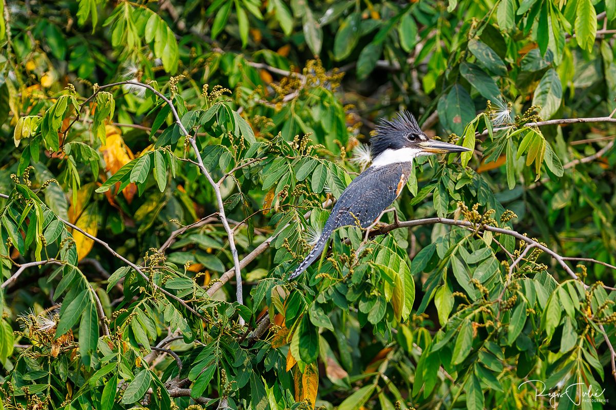 Pantanal : Les oiseaux aquatiques