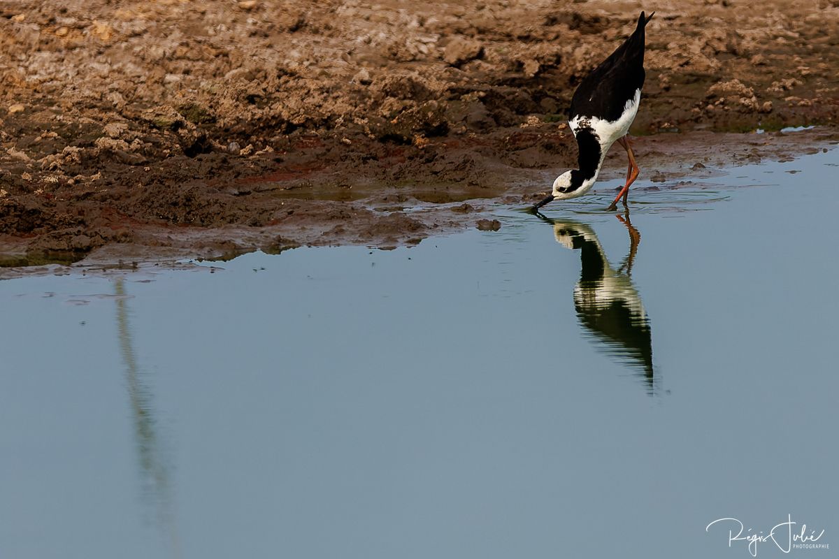 Pantanal : Les oiseaux aquatiques