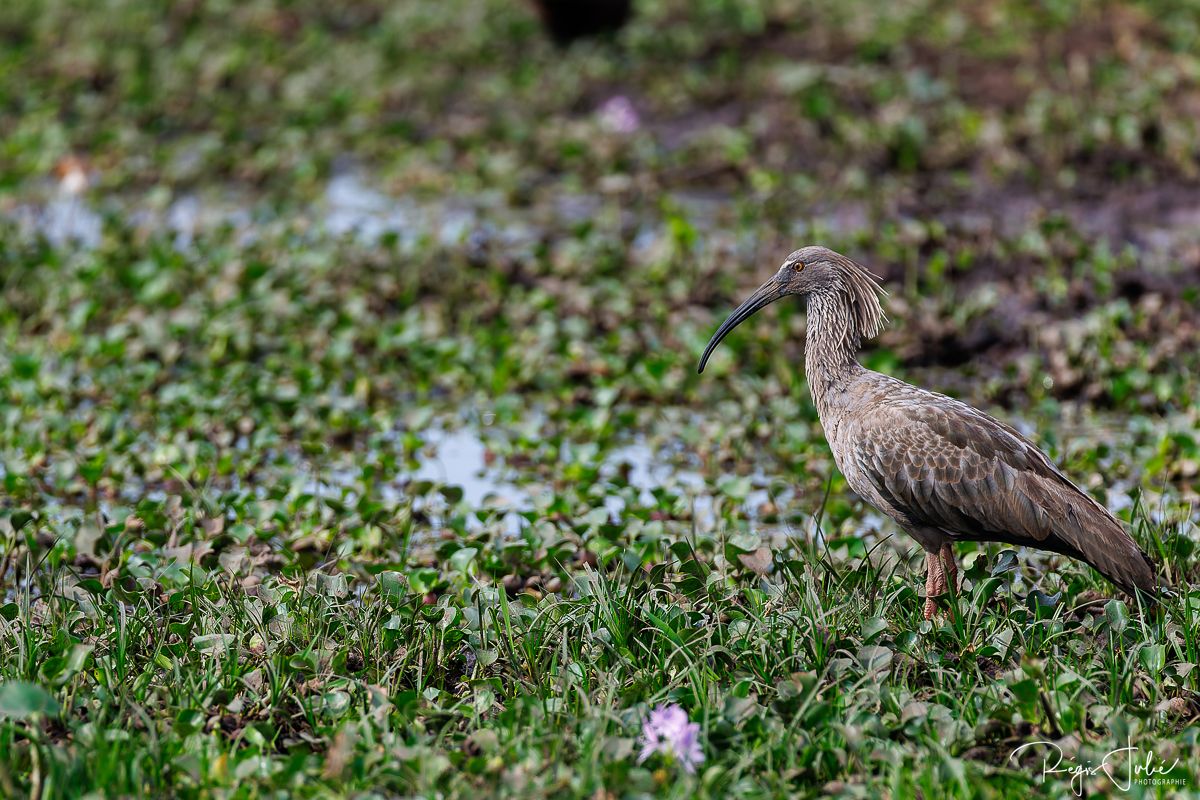 Pantanal : Les oiseaux aquatiques