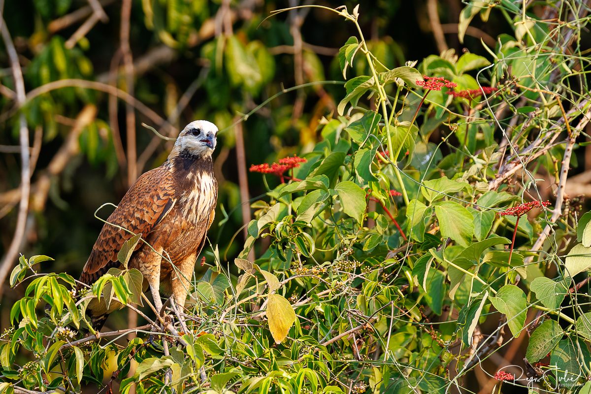 Pantanal : Les oiseaux aquatiques