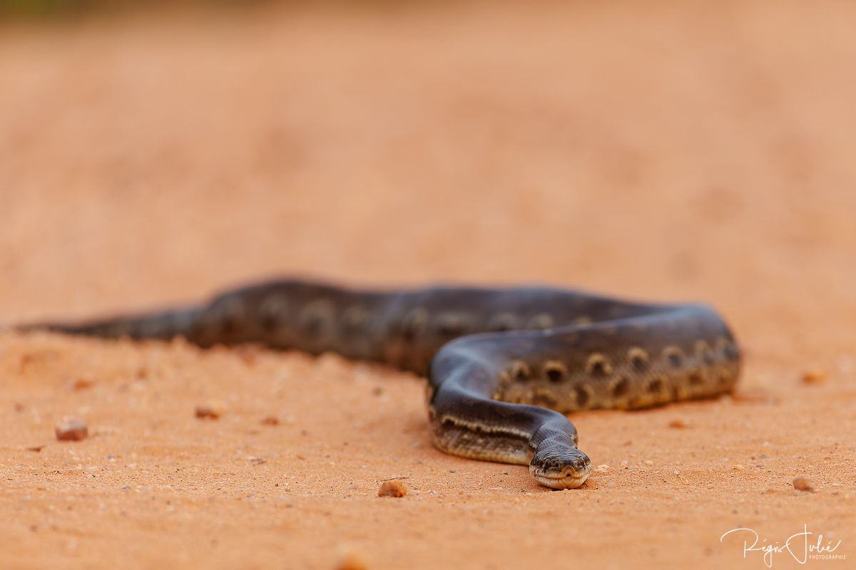Pantanal - Mammifères et reptiles