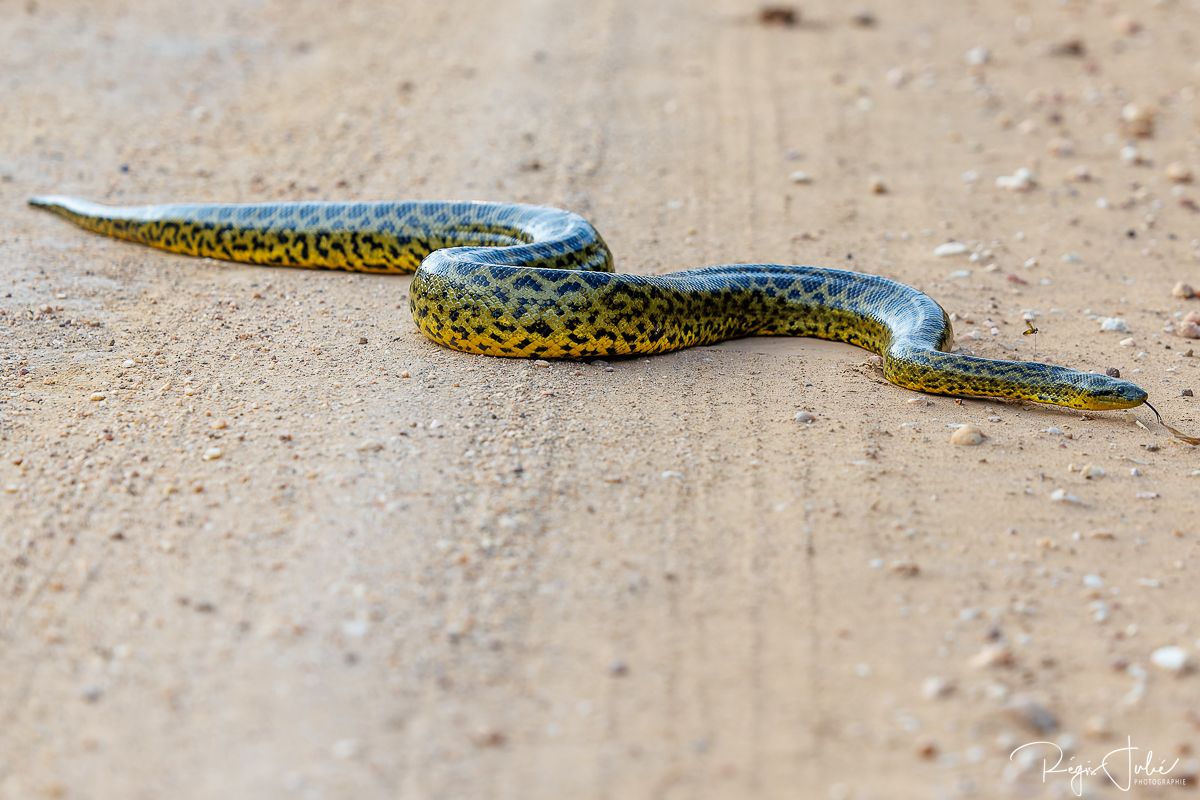 Pantanal - Mammifères et reptiles