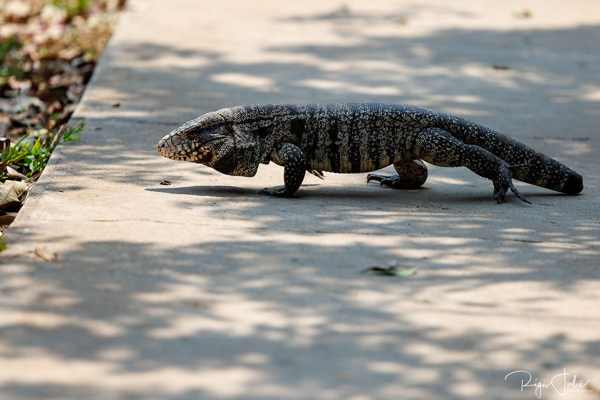 Pantanal - Mammifères et reptiles