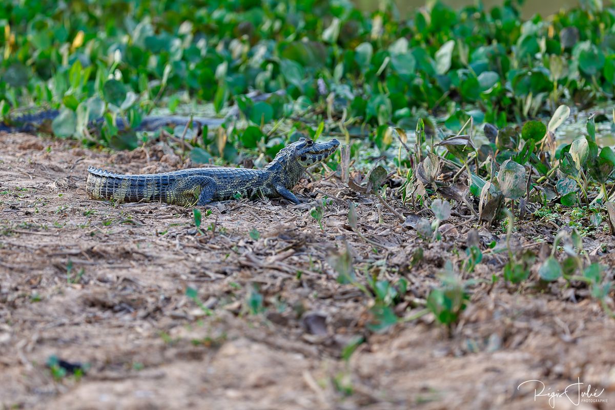 Pantanal - Mammifères et reptiles