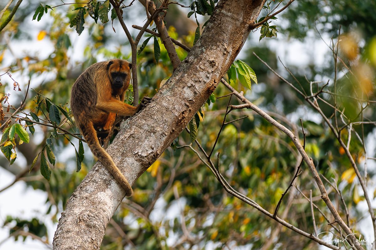 Pantanal - Mammifères et reptiles