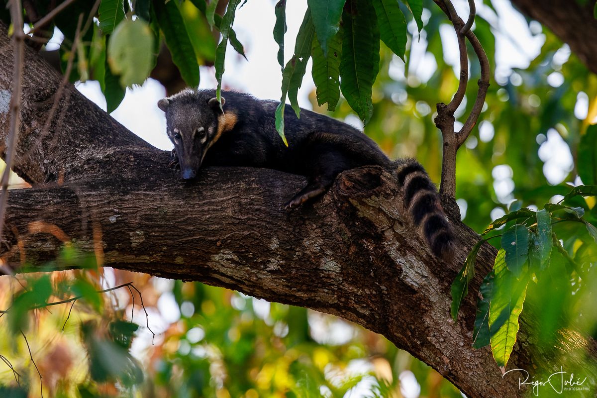 Pantanal - Mammifères et reptiles