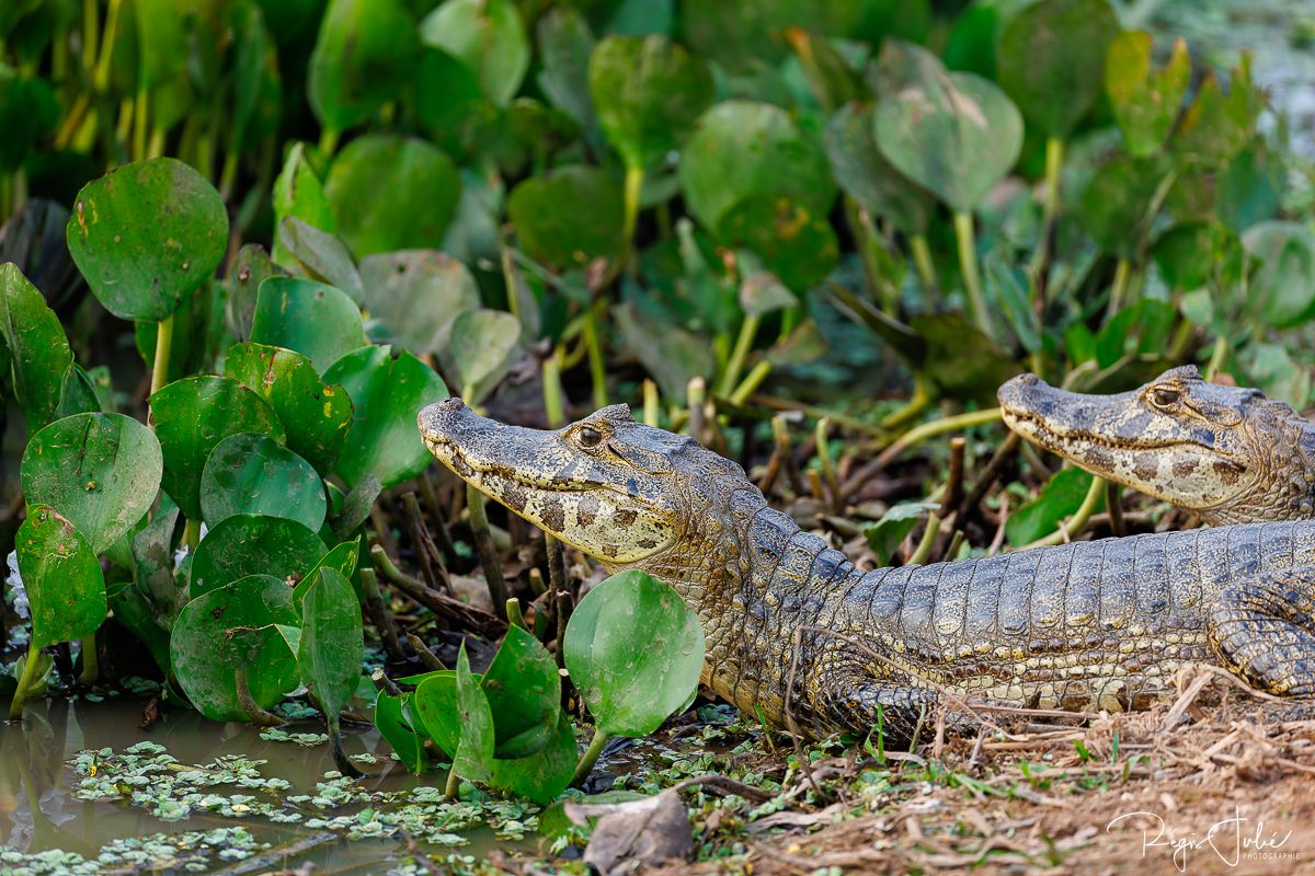 Pantanal - Mammifères et reptiles