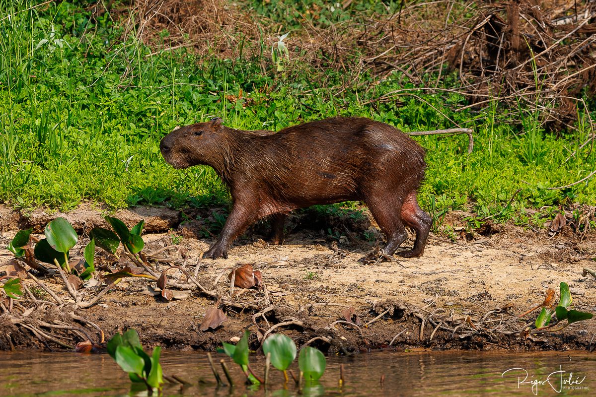 Pantanal - Mammifères et reptiles