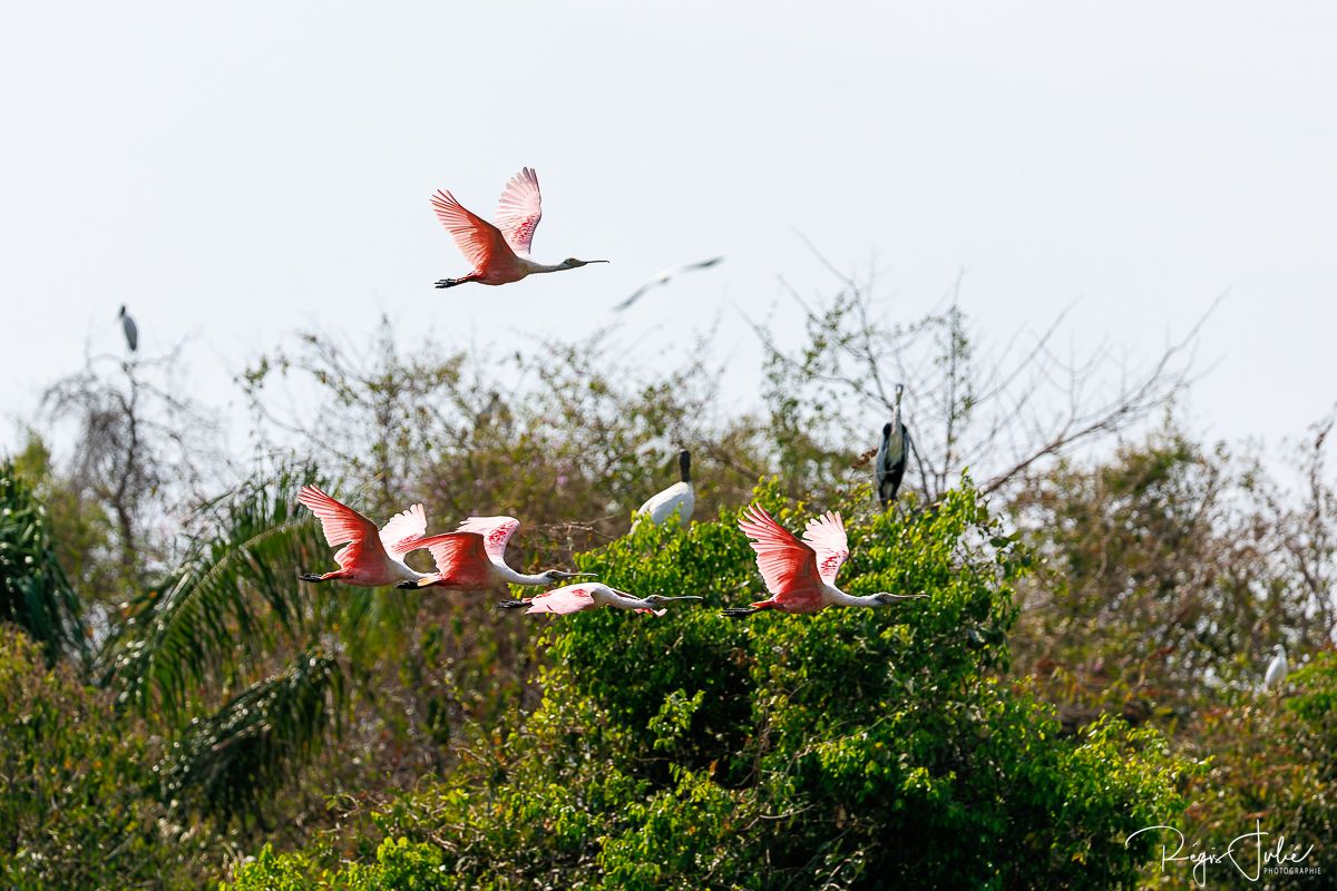 Pantanal : Les oiseaux aquatiques