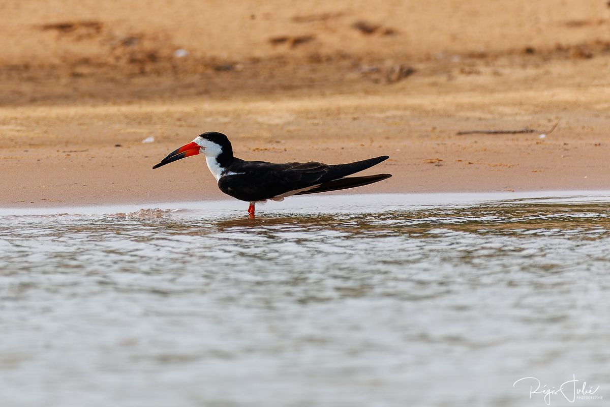 Pantanal : Les oiseaux aquatiques