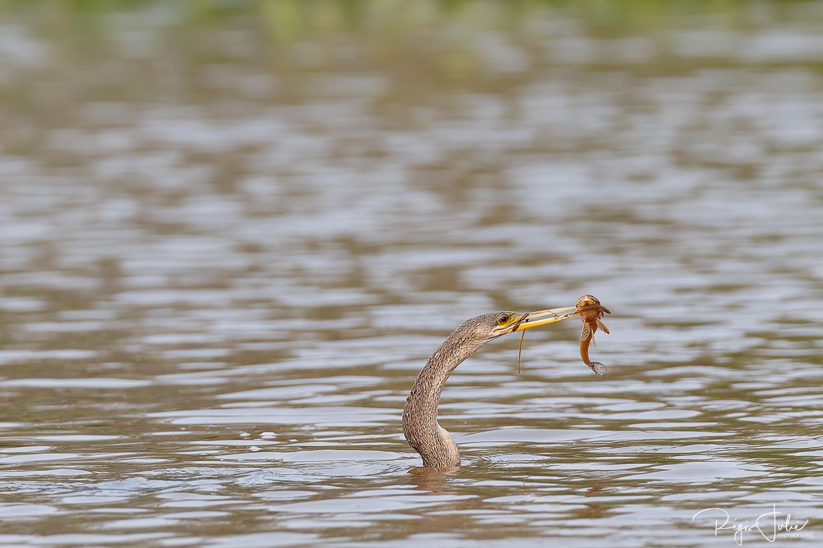 Pantanal : Les oiseaux aquatiques