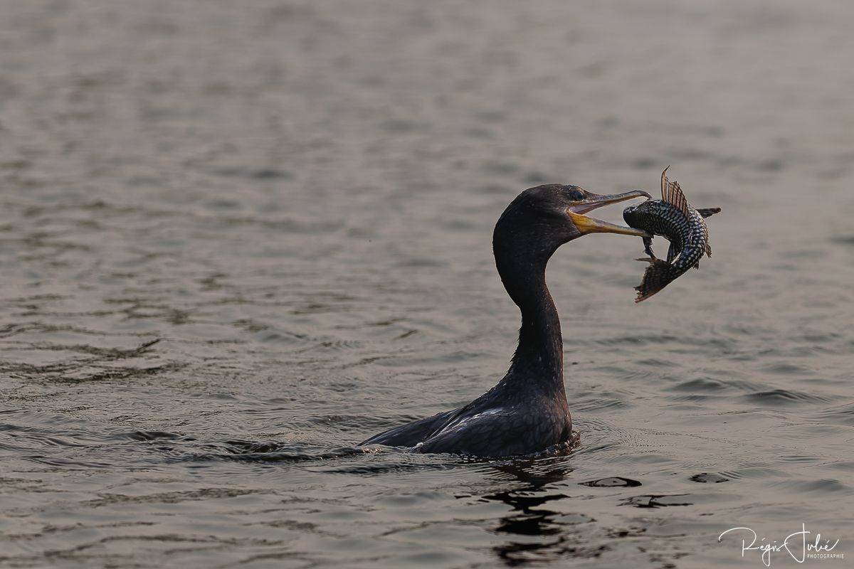 Pantanal : Les oiseaux aquatiques