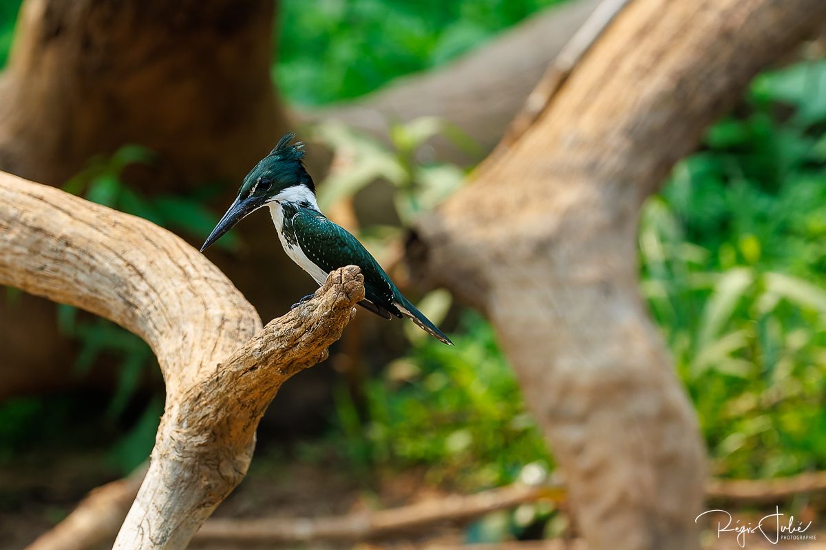 Pantanal : Les oiseaux aquatiques