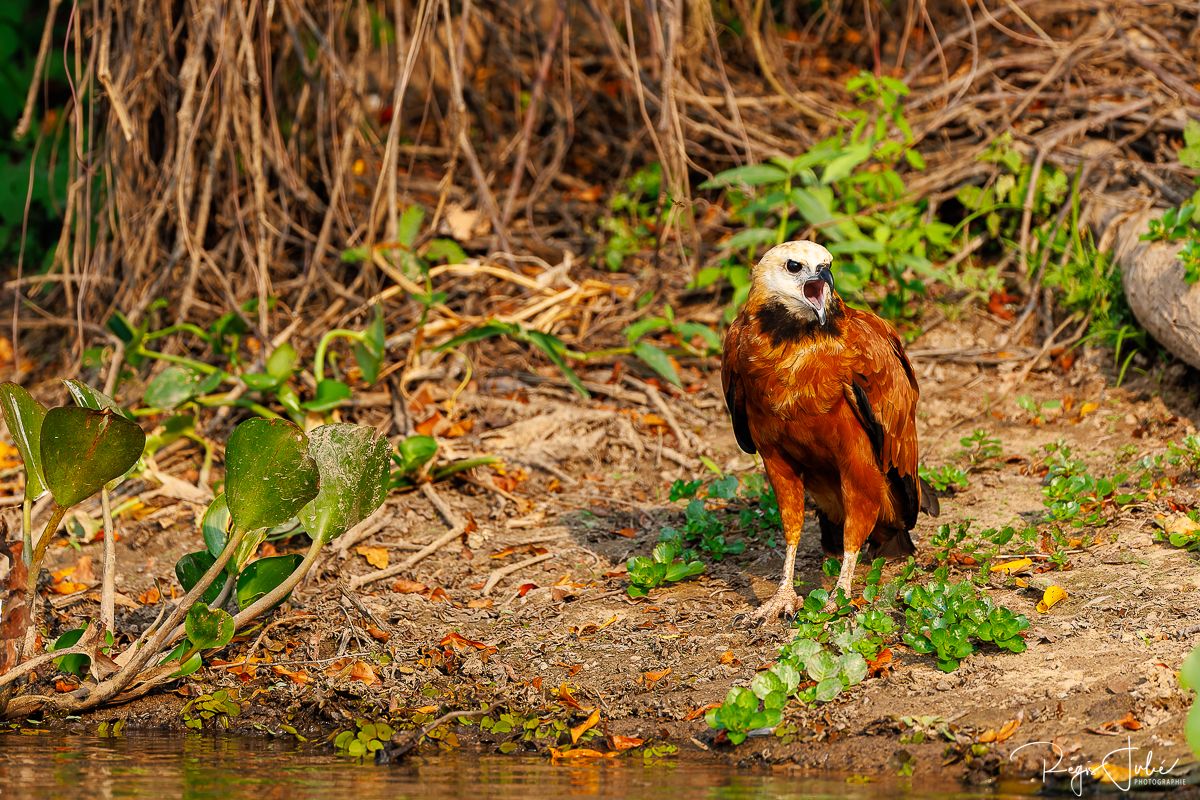 Pantanal : Les oiseaux aquatiques