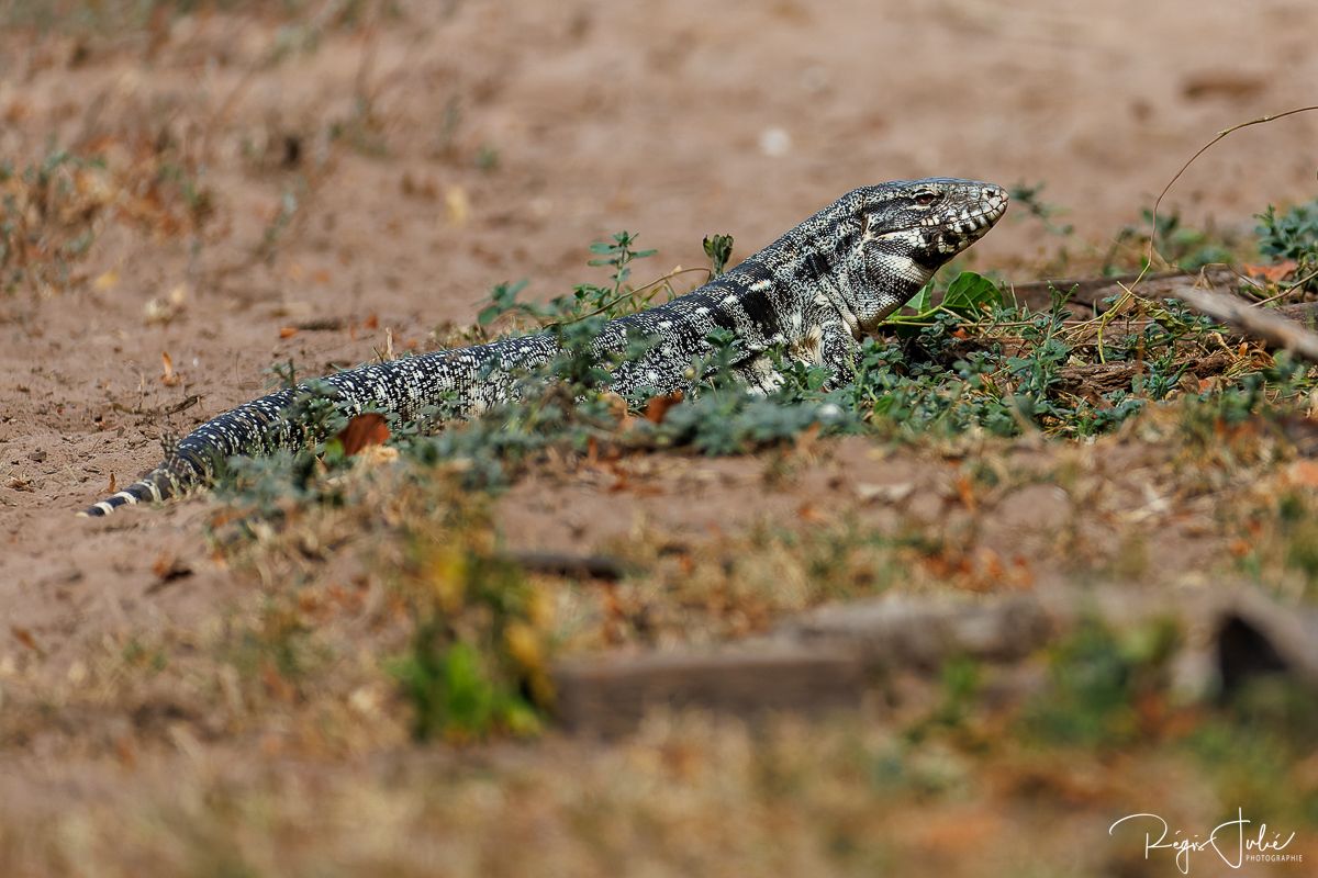 Pantanal - Mammifères et reptiles