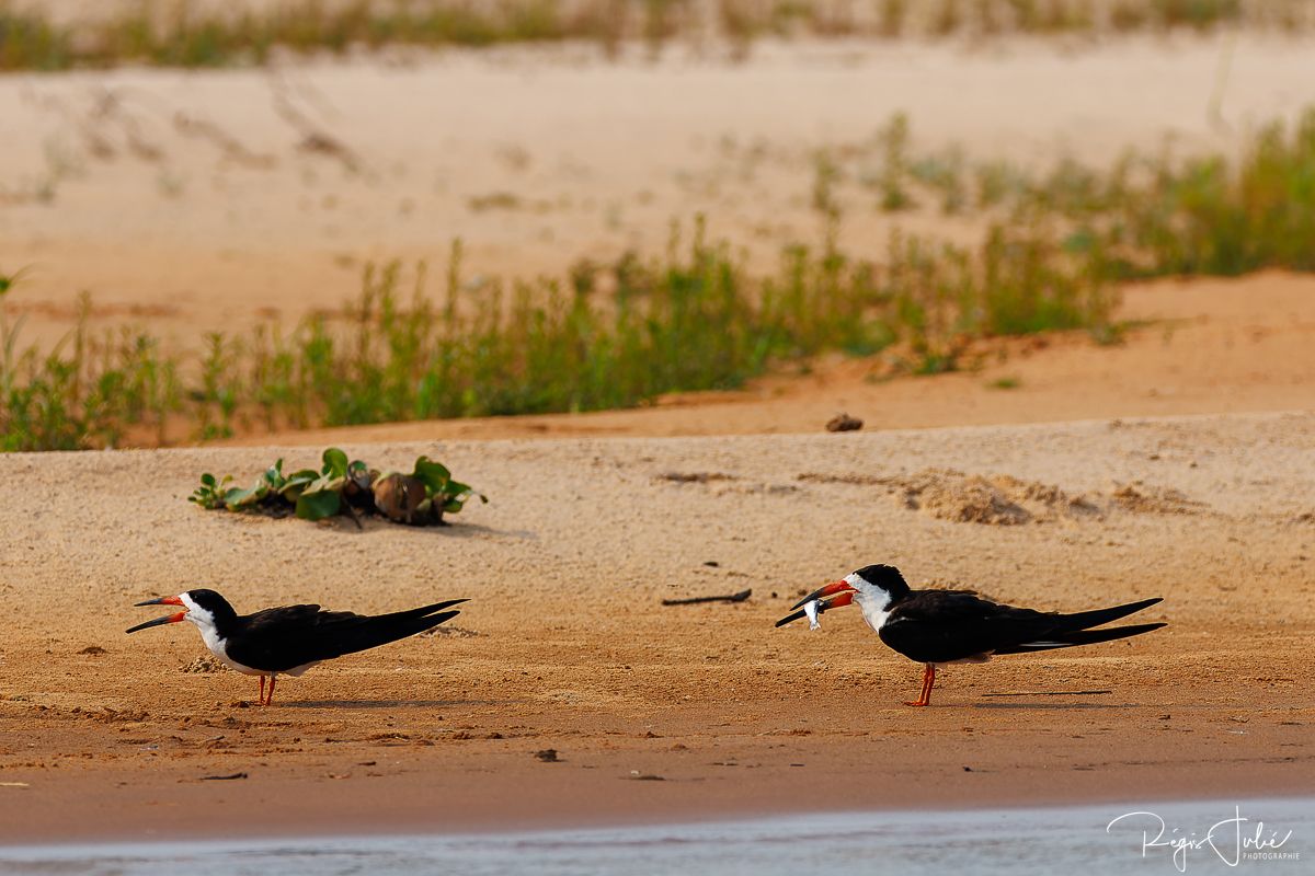 Pantanal : Les oiseaux aquatiques