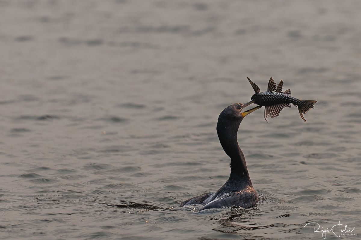 Pantanal : Les oiseaux aquatiques