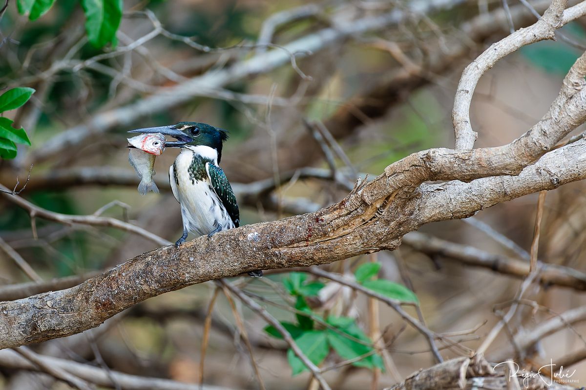 Pantanal : Les oiseaux aquatiques