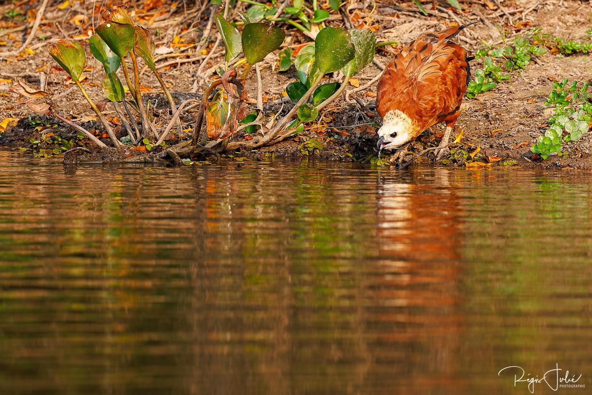 Pantanal : Les oiseaux aquatiques