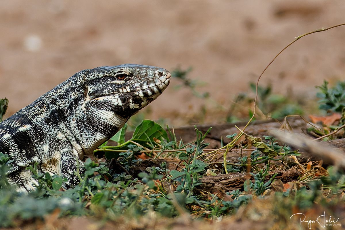 Pantanal - Mammifères et reptiles