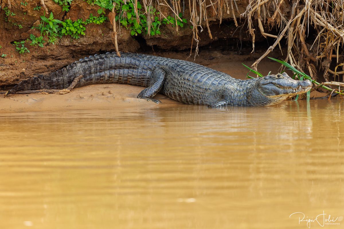 Pantanal - Mammifères et reptiles