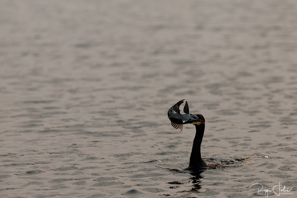 Pantanal : Les oiseaux aquatiques