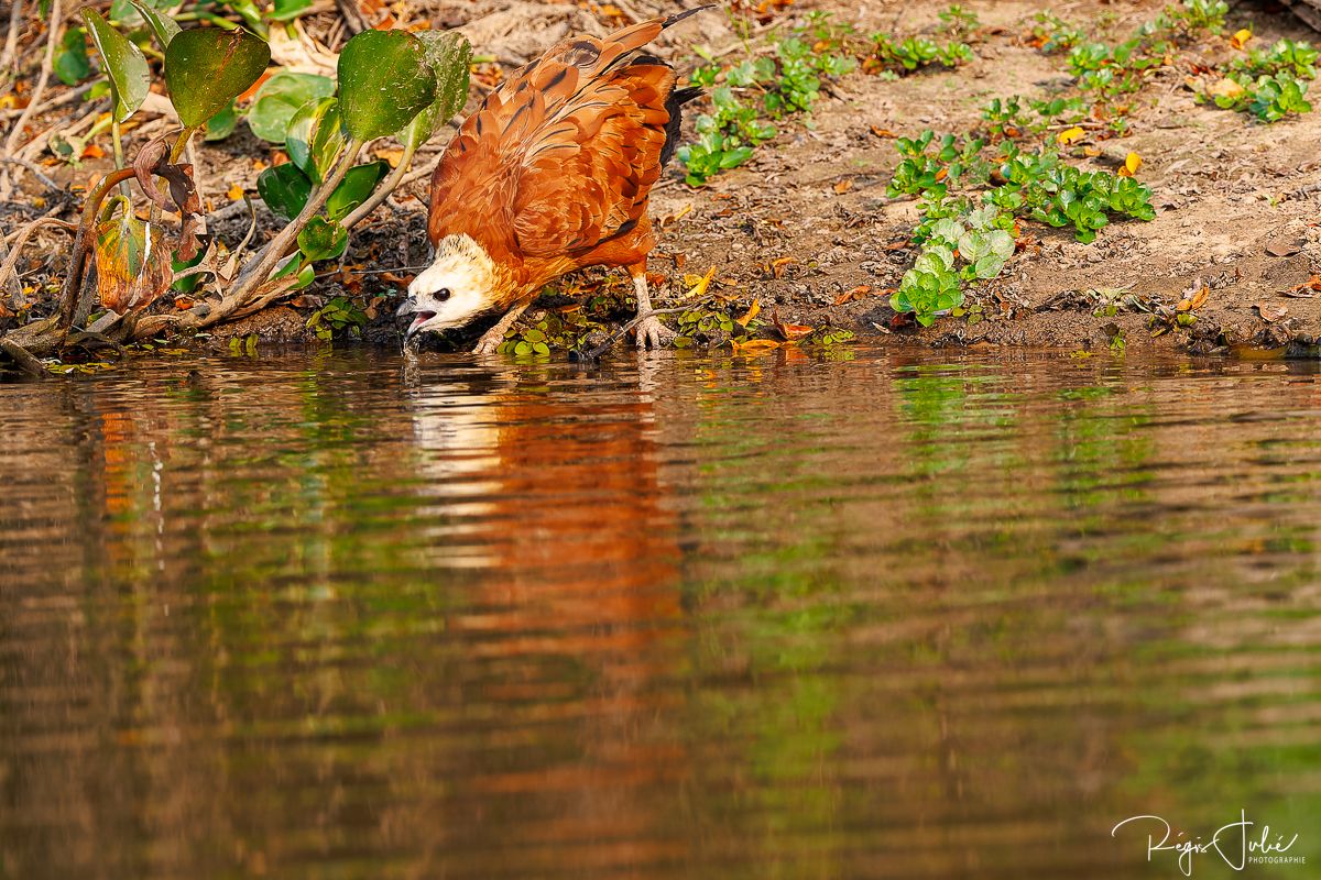 Pantanal : Les oiseaux aquatiques